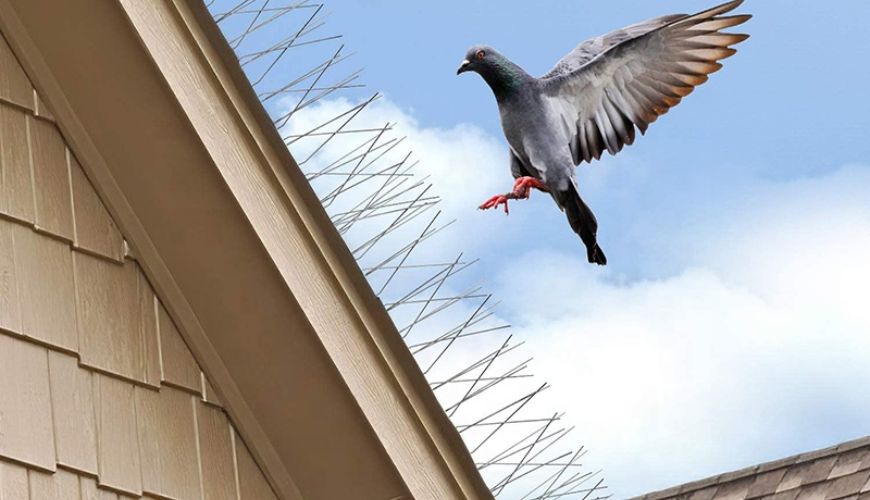 Pigeon Safety Nets